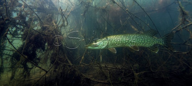 Snoek onder wilgentakken Snoek onder wilgentakken