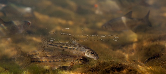 Grazende riviergrondels Grazende riviergrondels