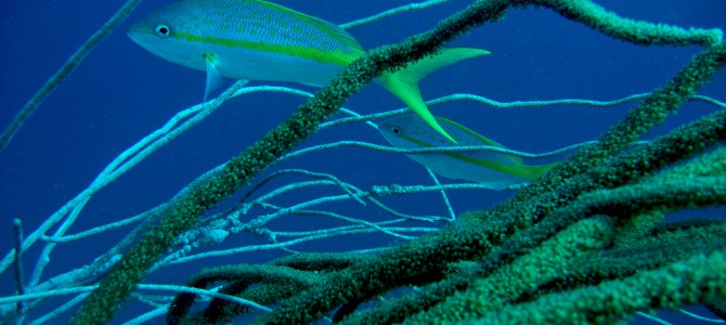 Aruba, Bonaire en Curaçao 2004
