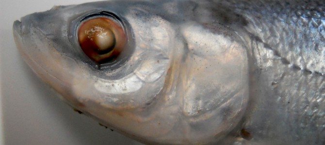 Bijzondere dwaalgast in de IJssel